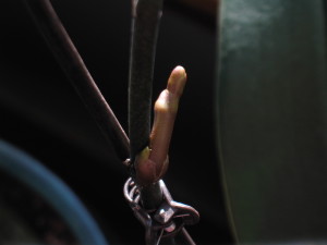 Is this going to be a keiki or flower spike?