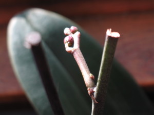 keiki2