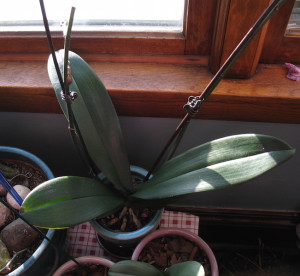 keikiphal