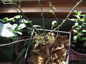 Losing all its leaves.