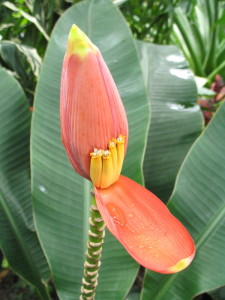 Dwarf banana variety in flower.