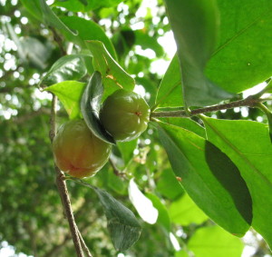 barbadoscherry