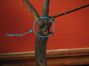 Failed moro orange graft