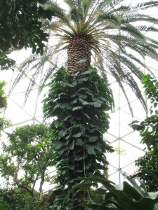 Giant Monstera vine engulfing a Date Palm