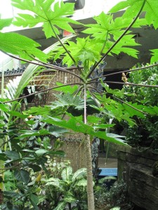 Papaya tree with unripe fruit.  Papaya can be grown in containers.