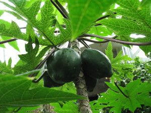 Small papaya tree with fruit.