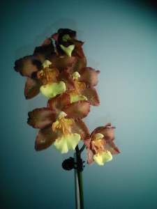 Unusually colored Oncidium flowers