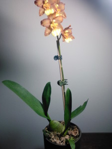 Unidentified Oncidium from Trader Joes
