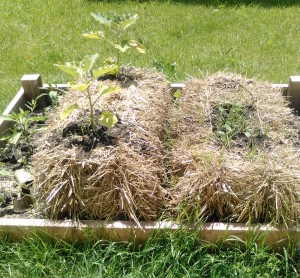 Planted straw bale garden