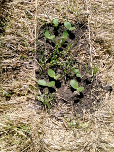 Zucchini sprouting - see the grass and mushrooms on the left?