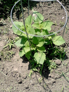 Ground cherries in June - 4 weeks after transplanting